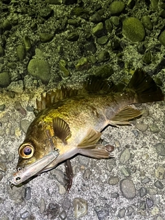 メバルの釣果