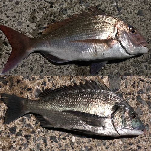 マダイの釣果