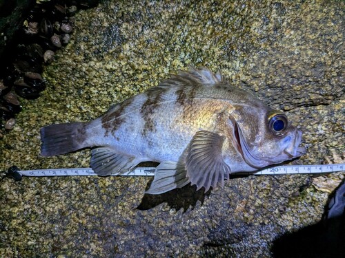 メバルの釣果