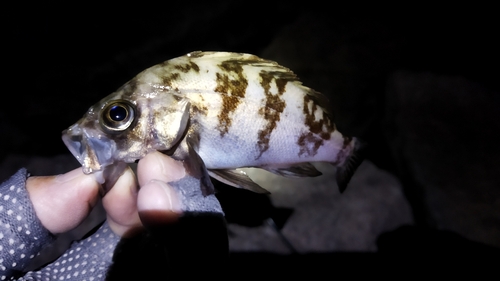 シロメバルの釣果