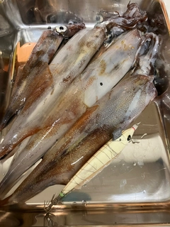 ヤリイカの釣果