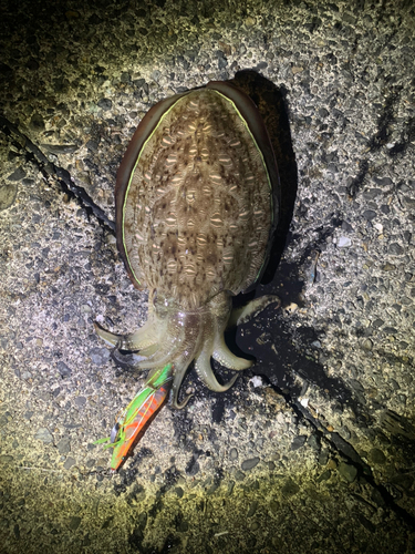 コウイカの釣果