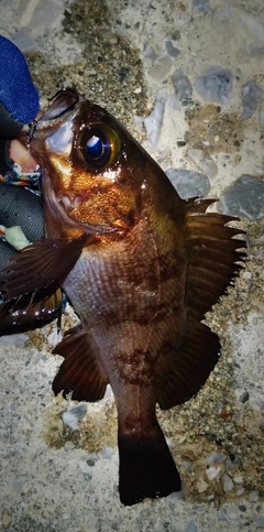 シロメバルの釣果