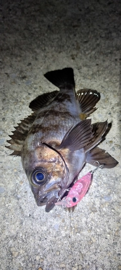 メバルの釣果