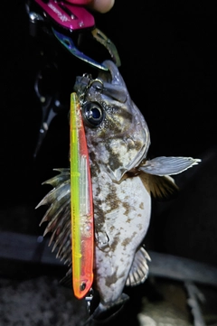 クロソイの釣果