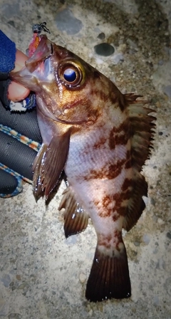 シロメバルの釣果