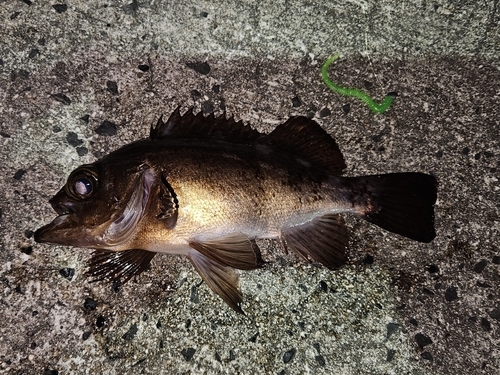 メバルの釣果