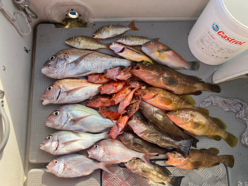 マダイの釣果