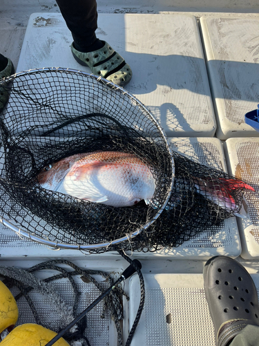 マダイの釣果