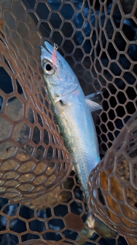 サバの釣果