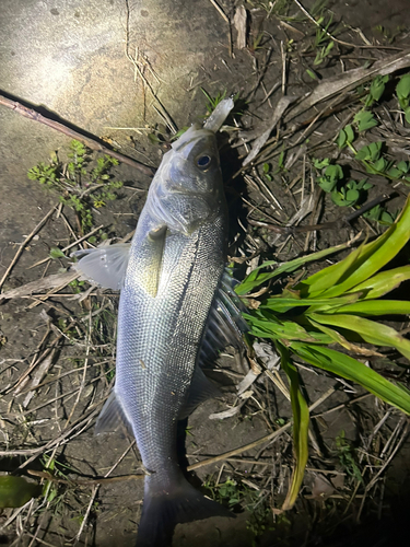 セイゴ（マルスズキ）の釣果