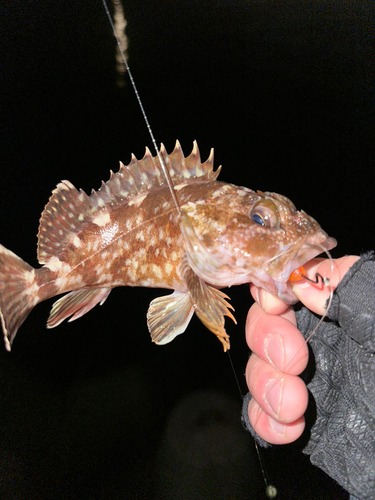 カサゴの釣果