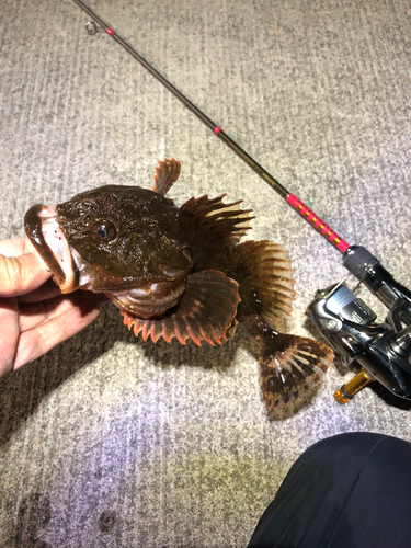 カジカの釣果