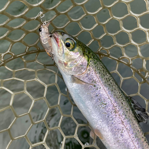 ニジマスの釣果