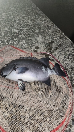 イシダイの釣果