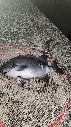 イシダイの釣果