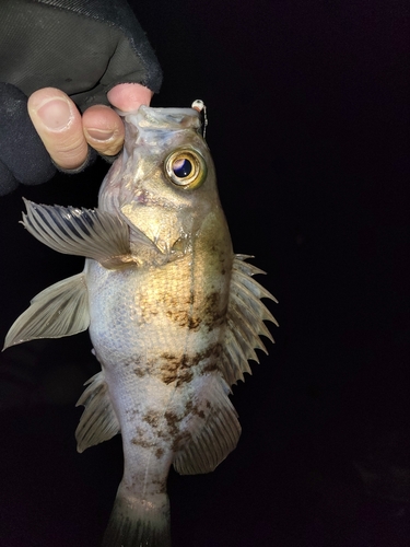 メバルの釣果