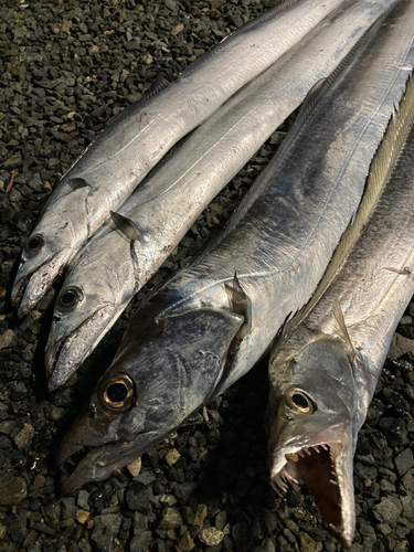 タチウオの釣果