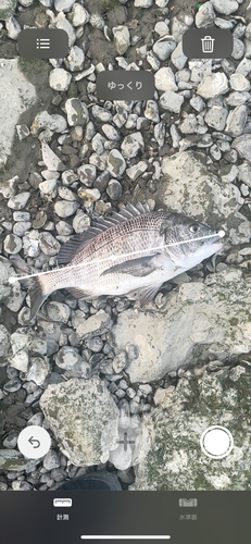 チヌの釣果