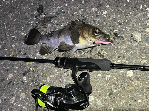 シロメバルの釣果