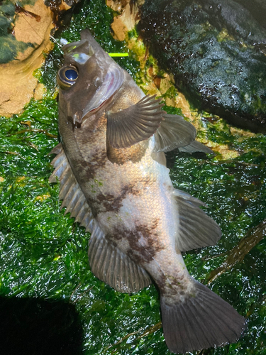 メバルの釣果