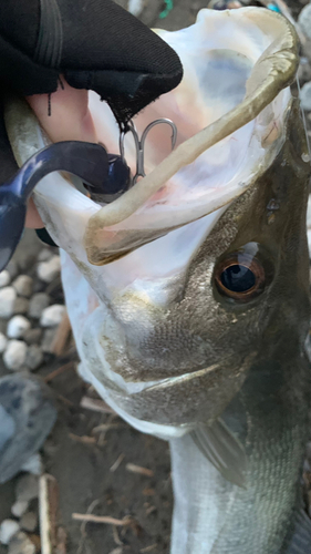 スズキの釣果