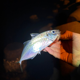 Anglerタクミ🐠の釣果