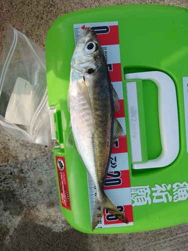 マアジの釣果