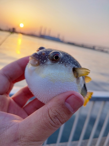 クサフグの釣果