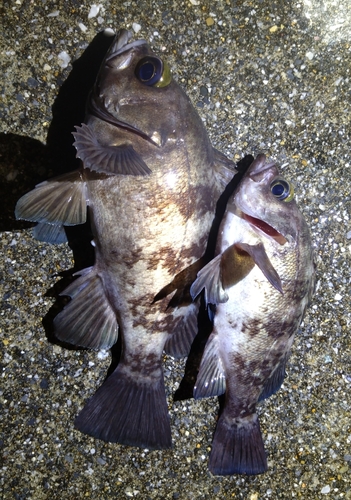 メバルの釣果