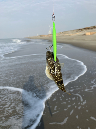 クサフグの釣果