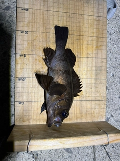 シロメバルの釣果