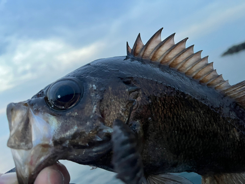 メバルの釣果