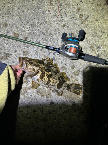 タケノコメバルの釣果