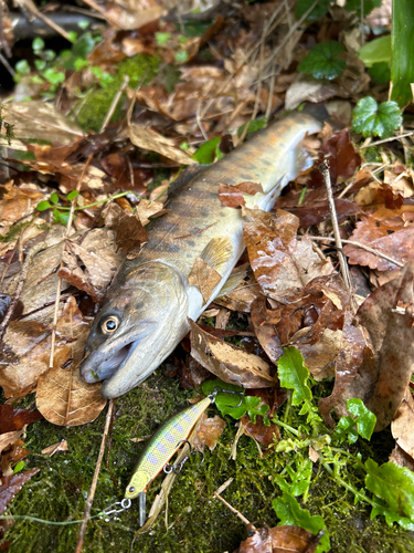 ヤマメの釣果