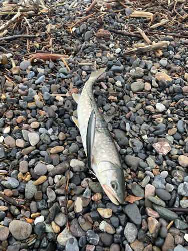 アメマスの釣果