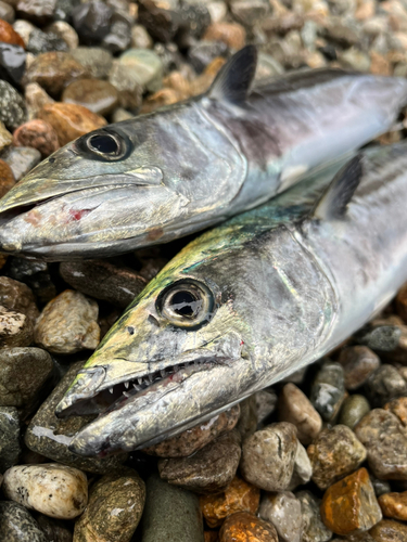 サゴシの釣果