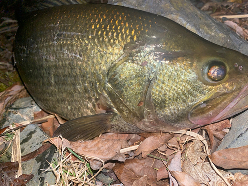 ブラックバスの釣果