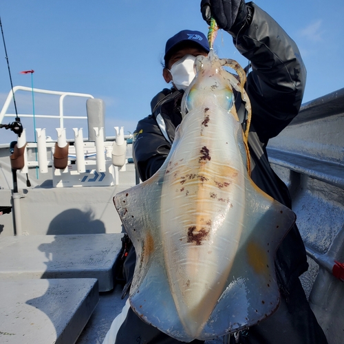 アオリイカの釣果