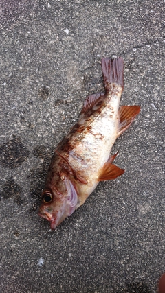 アカメバルの釣果