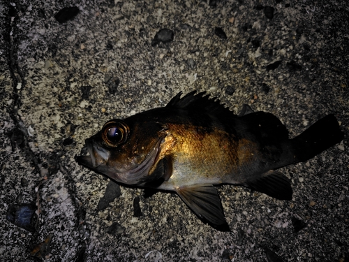 メバルの釣果