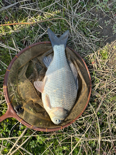 ヘラブナの釣果