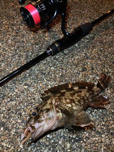 カサゴの釣果