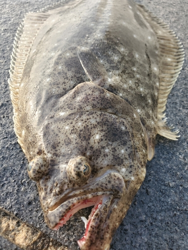 ヒラメの釣果