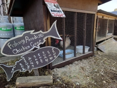 トラウトの釣果