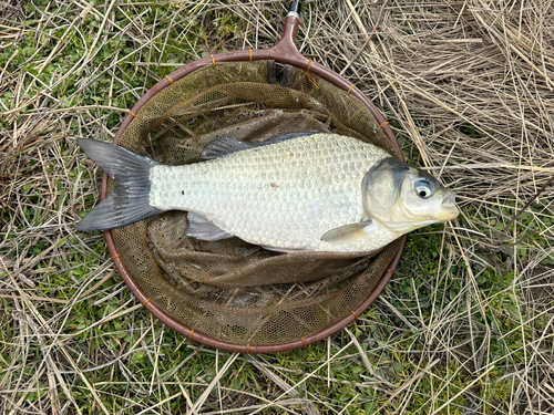 ヘラブナの釣果