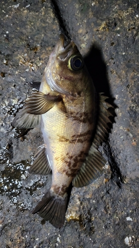 メバルの釣果