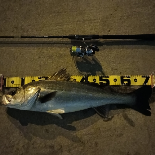 シーバスの釣果