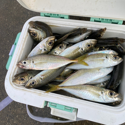 イム吉男(良心)の釣果