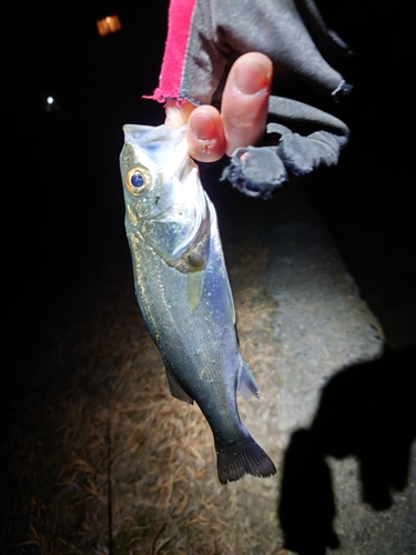 セイゴ（マルスズキ）の釣果